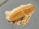 Hajtand